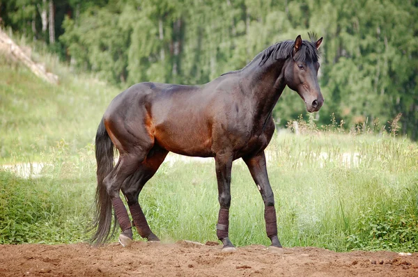 Cavalo um fundo natureza — Fotografia de Stock