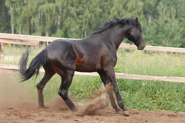 Calul un fundal natural — Fotografie, imagine de stoc