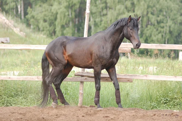 Cavallo uno sfondo naturale — Foto Stock