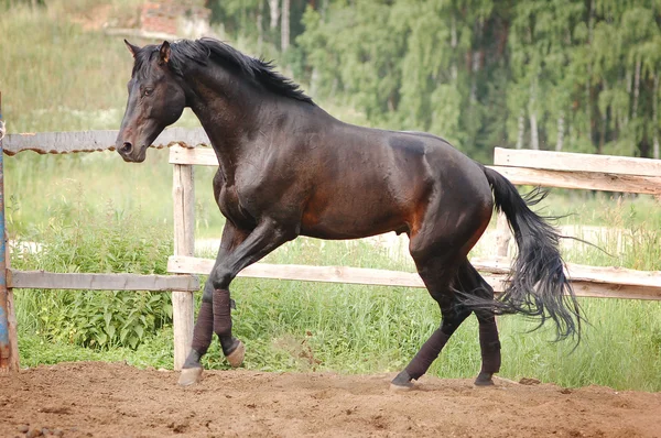 Cavallo libero — Foto Stock