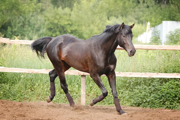 Cavalo um fundo natureza — Fotografia de Stock