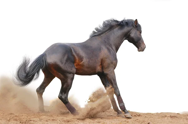 Cavallo su bianco — Foto Stock