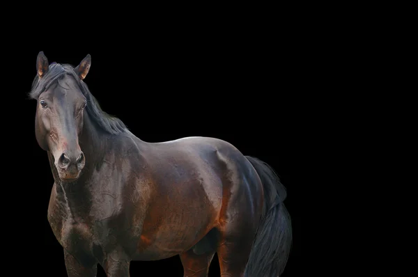 Cavalo em preto — Fotografia de Stock