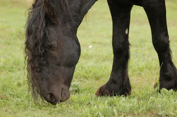 Frisiska häst betande — Stockfoto