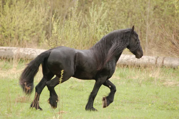 Bonito caballo frisón — Foto de Stock