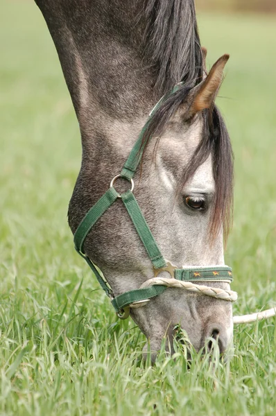 Arabiska hästen betar i ett fält — Stockfoto