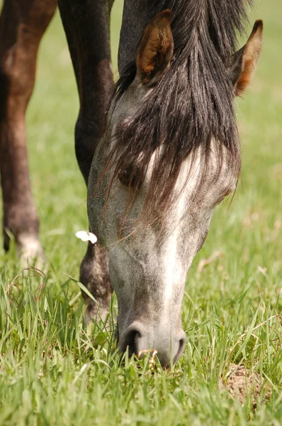 Арабская лошадь, пасущаяся в поле — стоковое фото