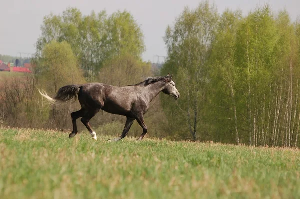 美しいのアラブ種牡馬 — ストック写真