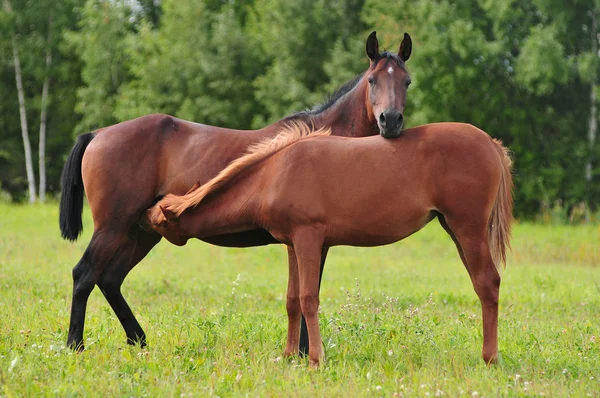 Bay hästar — Stockfoto