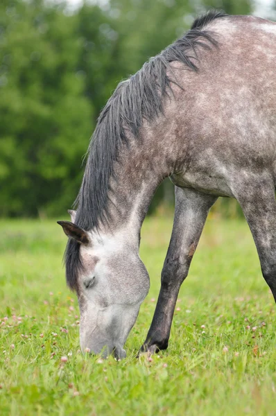 Cavallo arabo al pascolo in un campo — Foto Stock