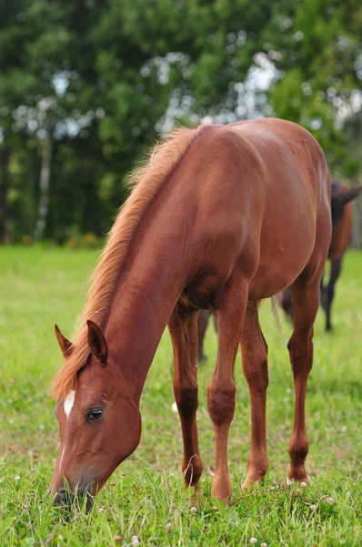 Baai paarden — Stockfoto