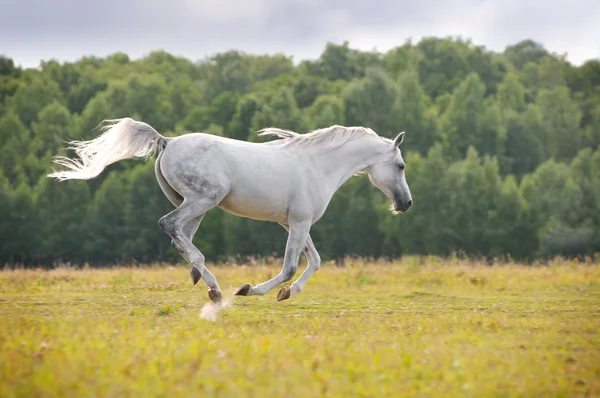 Arab horse — Stock Photo, Image