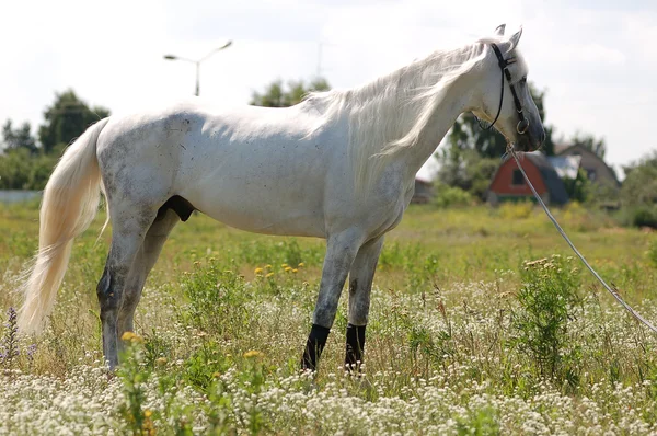 Арабської коні — стокове фото