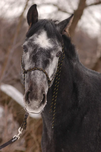 Сірий кінь — стокове фото