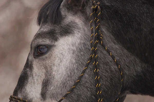 灰色の馬 — ストック写真