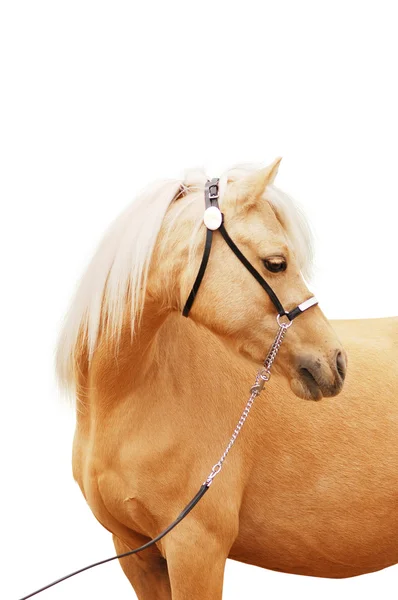Pony welsh bílá — Stock fotografie