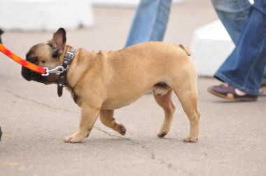 Fransız buldog
