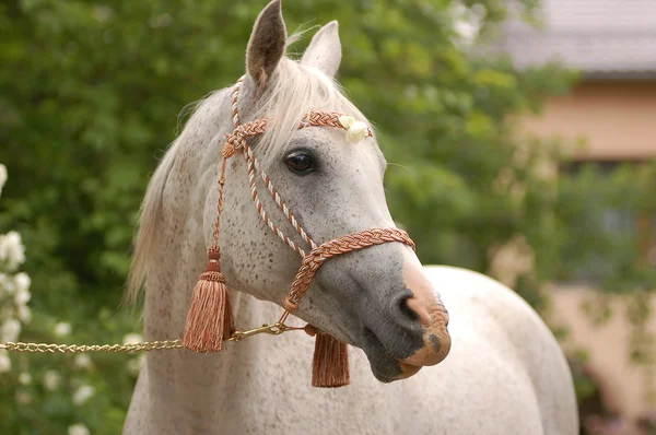 Arabský kůň — Stock fotografie
