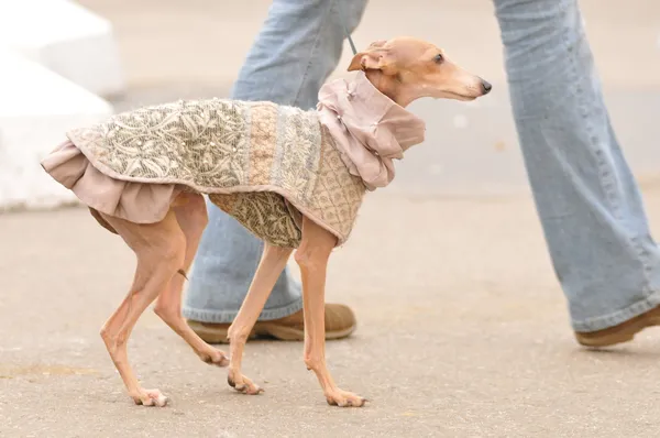 stock image Italian greyhound