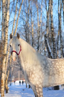 Orlov stallion winter portrait clipart