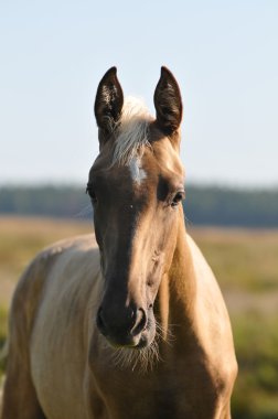 Portrait of young akhal-teke foal on the clipart