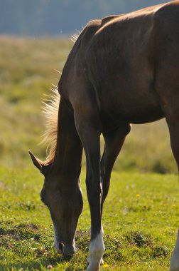 otlatma akhal-teke tayı