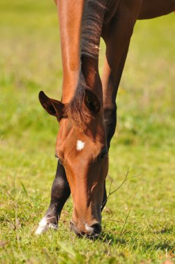 Akhal-teke foal grazing clipart