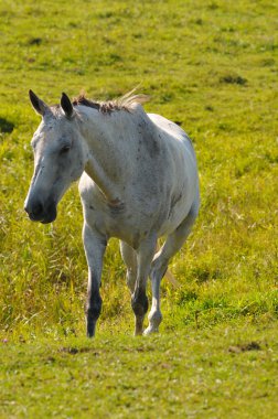 Akhal-teke mare