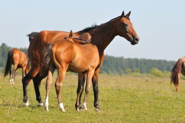 Akhal-teke atları