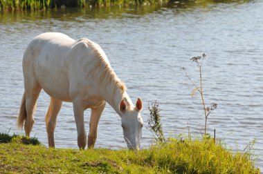 Akhal-teke mare