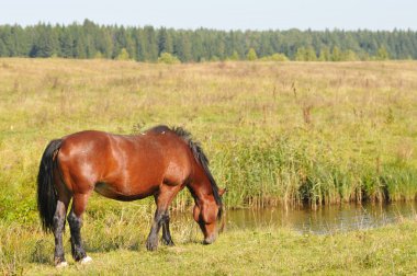 caballo de tiro de pastoreo