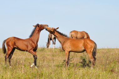 iletişim akhal-teke foals