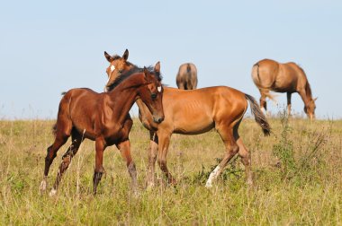 iletişim akhal-teke foals