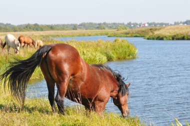 caballo de tiro de pastoreo