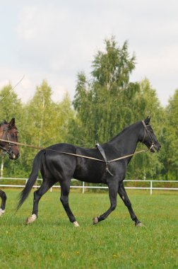 Akhal-teke aygır