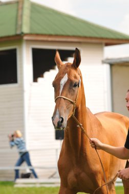 Akhal-teke aygır