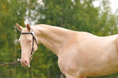 Akhal-teke stallion clipart