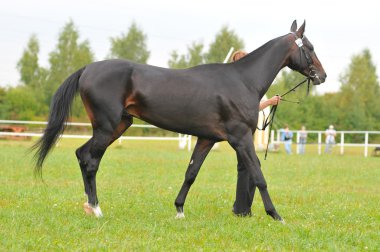 Akhal-teke stallion - absolute champion clipart