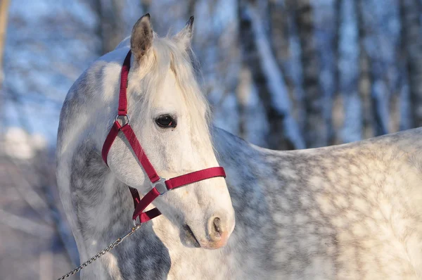Orlov stallion portrait — Stock Photo, Image