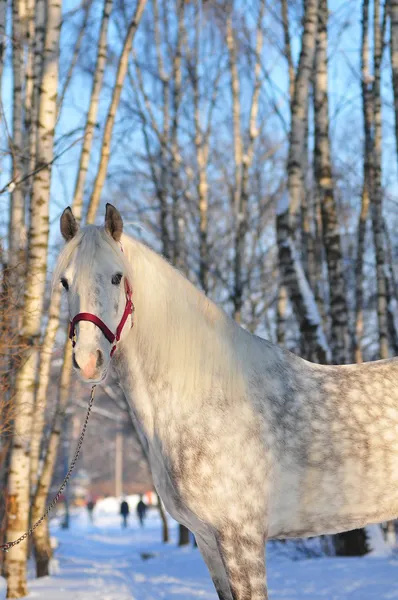 Orlov stallion winter portrait — Stock Photo, Image