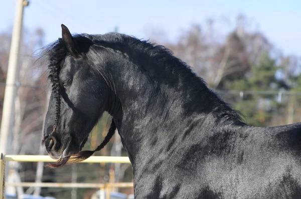 Black stallion with long mane — Stock Photo, Image