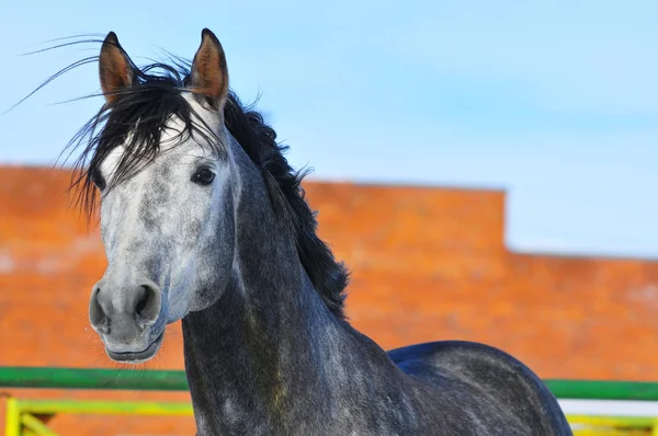 Arab stallion portrait — Stock Photo, Image
