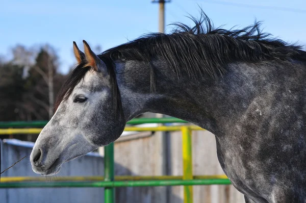 Arab stallion portrait — Stock Photo, Image