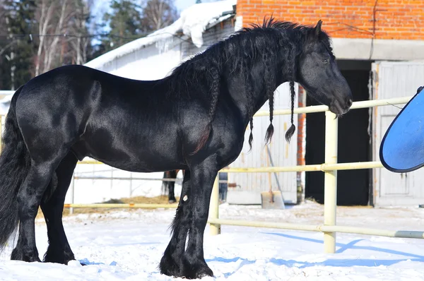 Friesian stallion — Stock Photo, Image