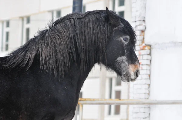美しい黒の種馬 — ストック写真