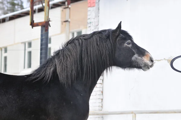 Μαύρο stallion όμορφη — Φωτογραφία Αρχείου