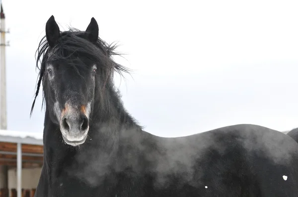 Black beautiful stallion — Stock Photo, Image
