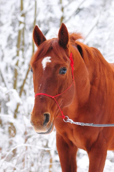 Kasztanowe koń w gałęziach śnieg — Zdjęcie stockowe