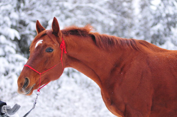 Chestnut horse in snow branches