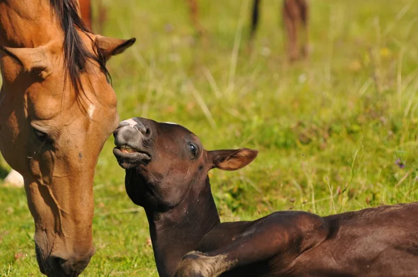 Akhal-teke mare and foal — Stockfoto